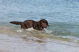 LABRADOR 572